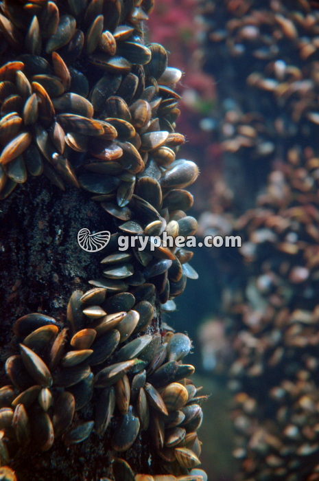 Moules de bouchot - gryphea.com